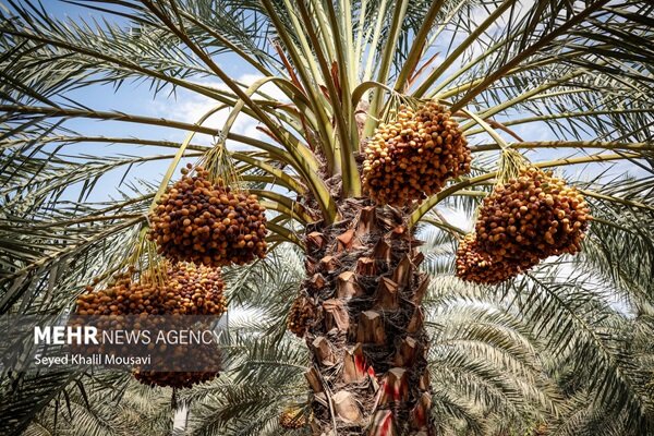 حسن‌پور: تولید سالانه ۴۸۰۰ تن خرما در قصرشیرین پیش‌بینی می‌شود