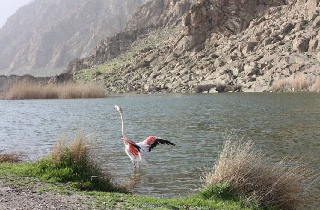 دزفولینژاد: حفاظت از تالابها به مشارکت همگانی نیاز دارد